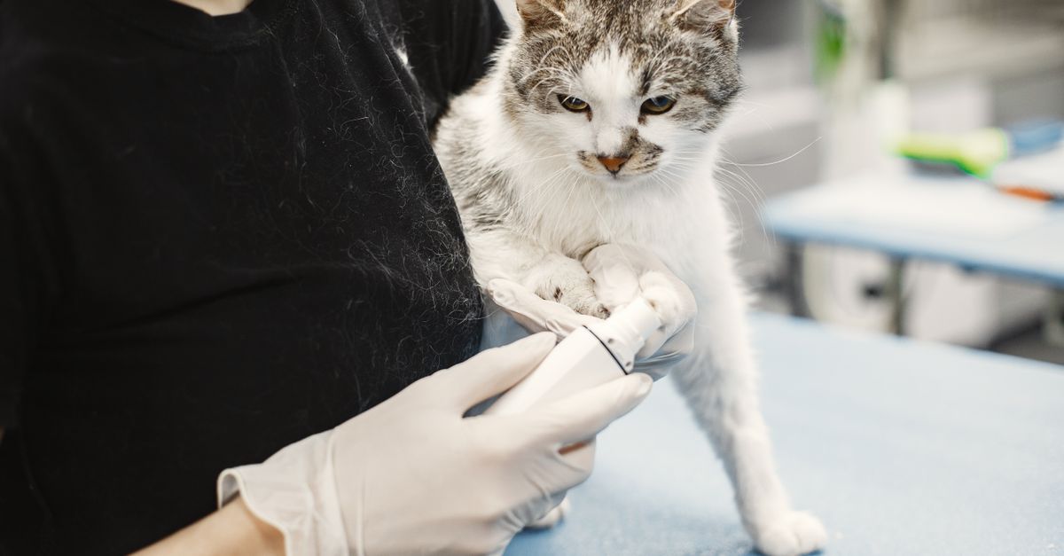 A veterinarian gently examining a cat on an examination table