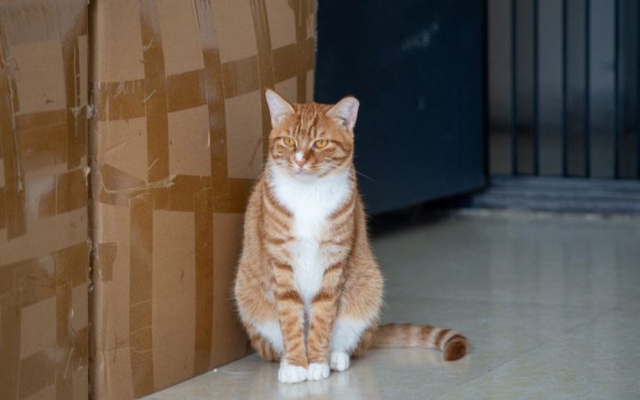 An indoor cat sitting near a clean litter box in a quiet room