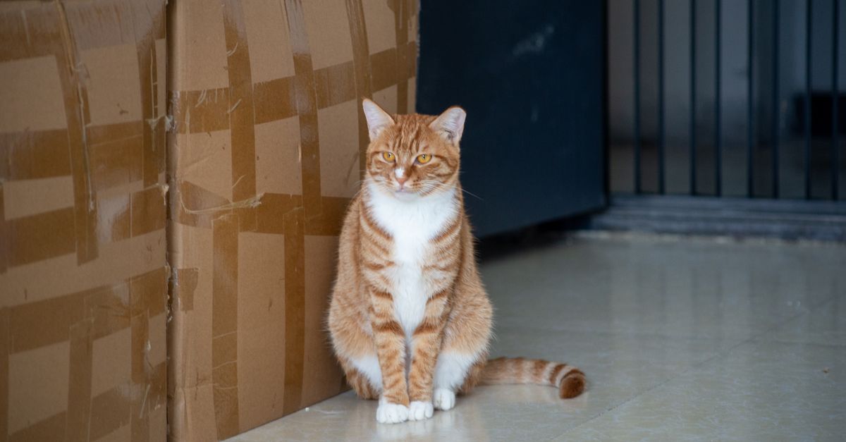 An indoor cat sitting near a clean litter box in a quiet room