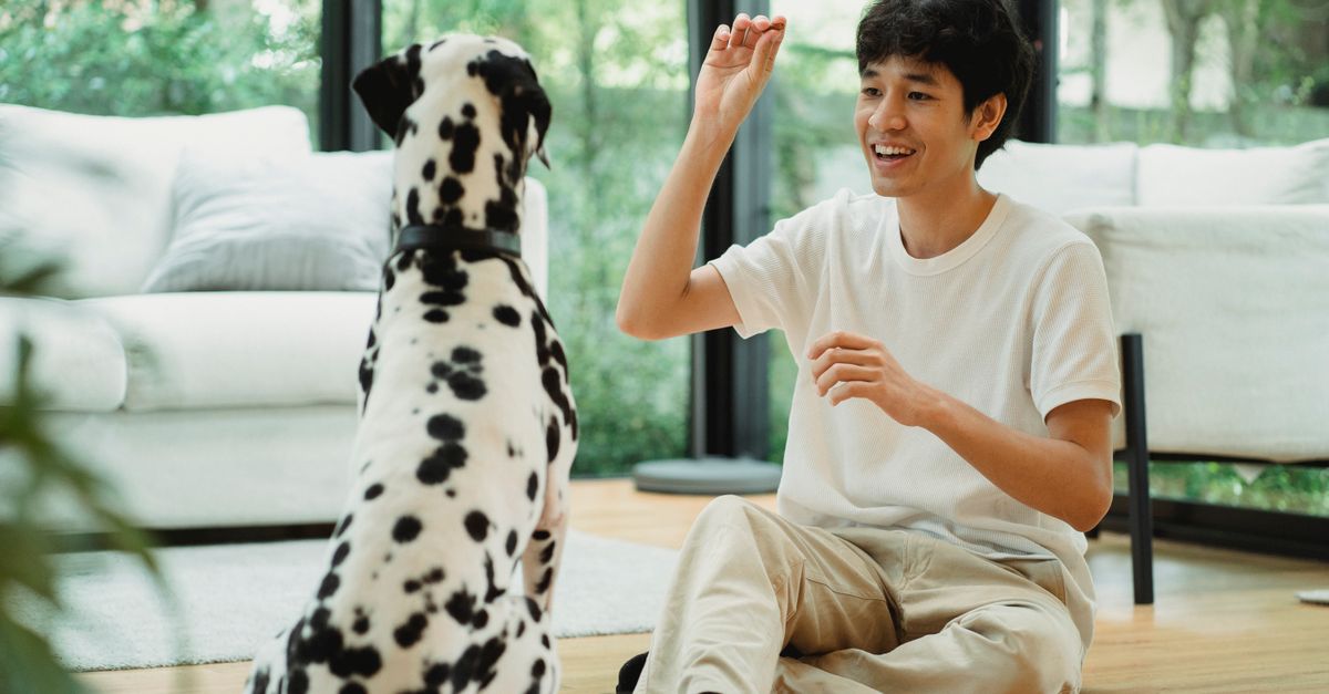 Owner rewarding a dog with treats during paw handling and desensitization exercises.