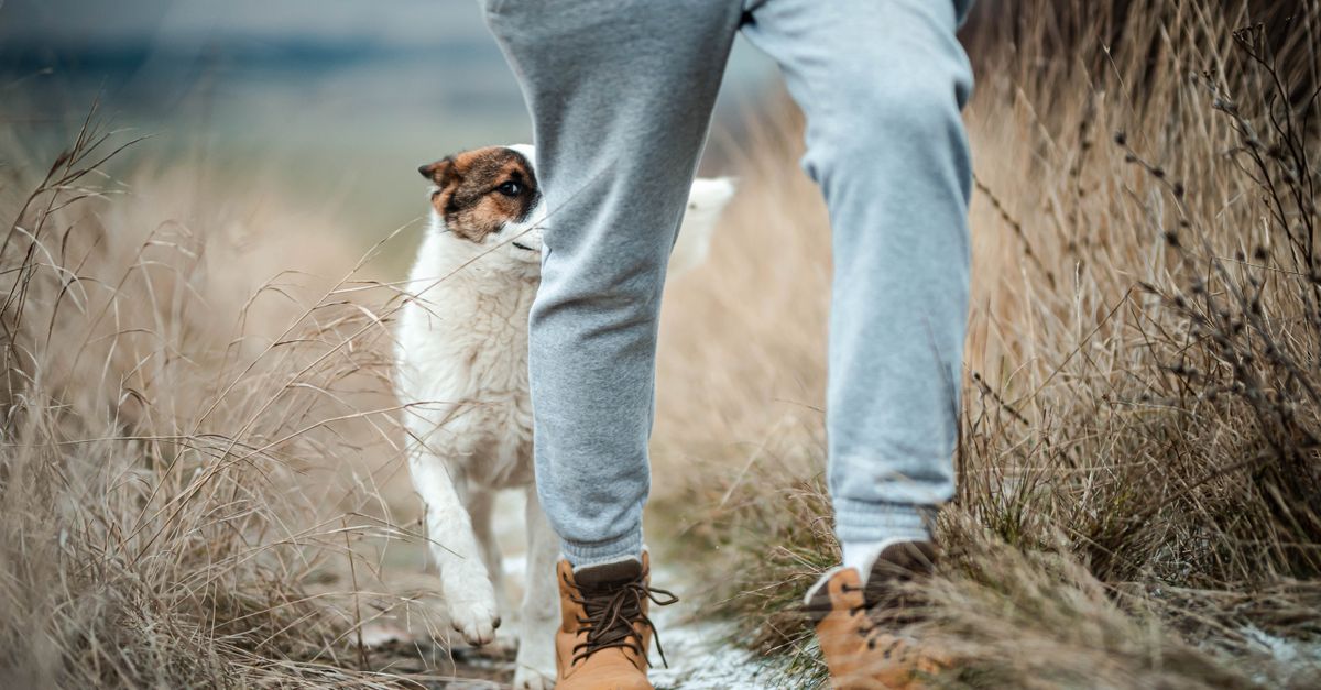 A dog walking outdoors on a sidewalk while wearing protective paw booties.