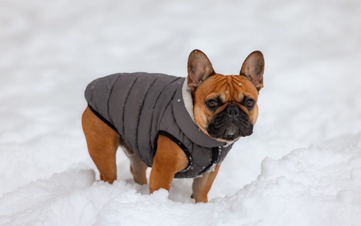 A golden retriever wearing red protective booties standing on a snowy path.