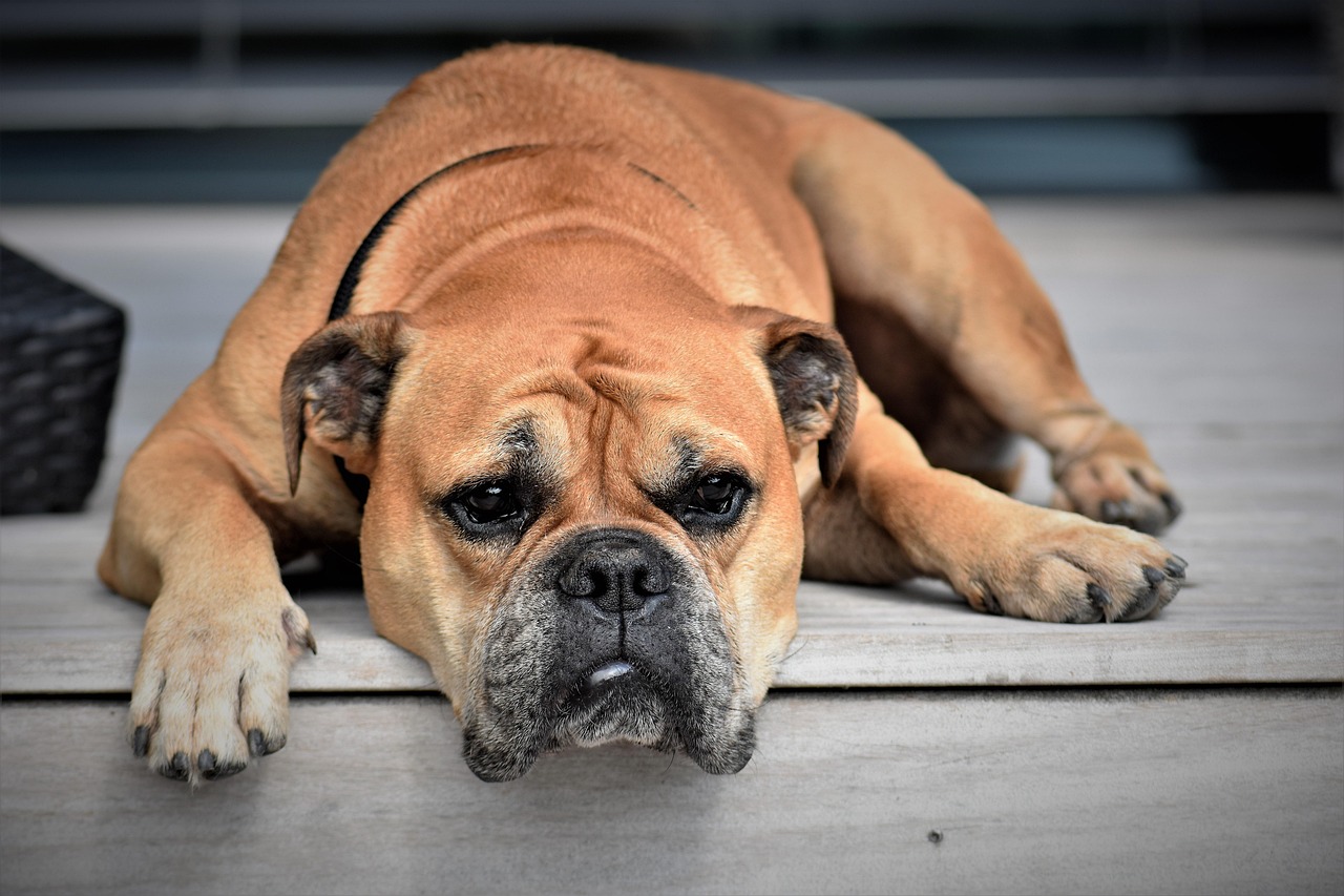 Relaxed dog resting comfortably on a living room rug.