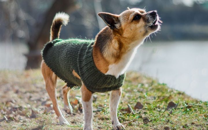 A calm dog wearing a gentle anti-anxiety pressure wrap indoors.
