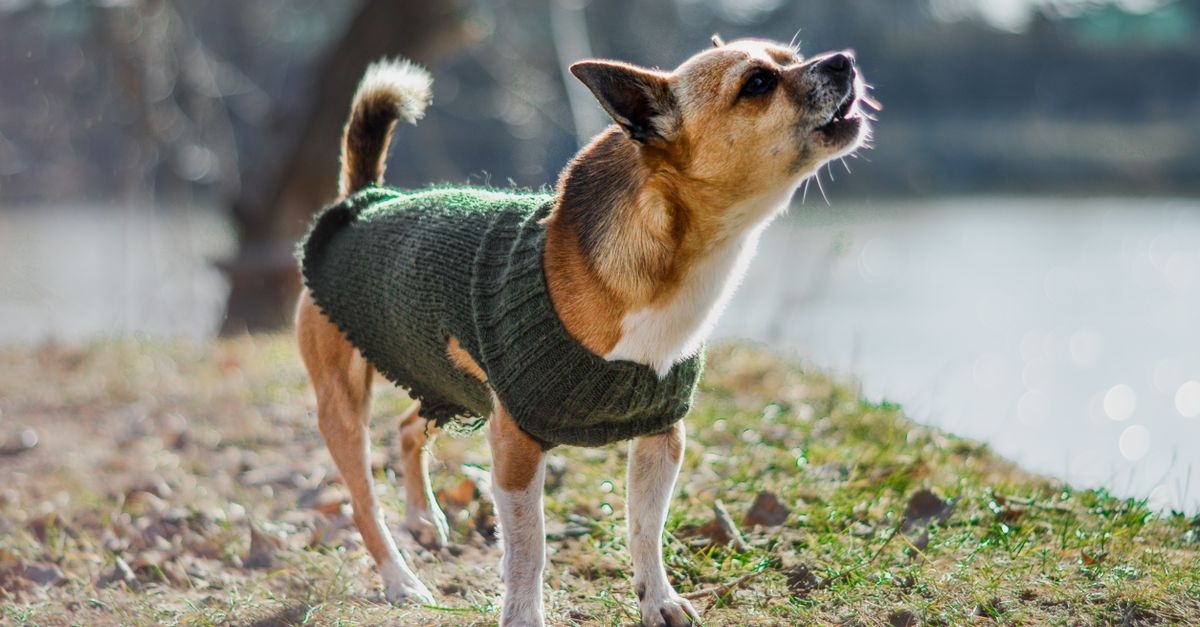 A calm dog wearing a gentle anti-anxiety pressure wrap indoors.