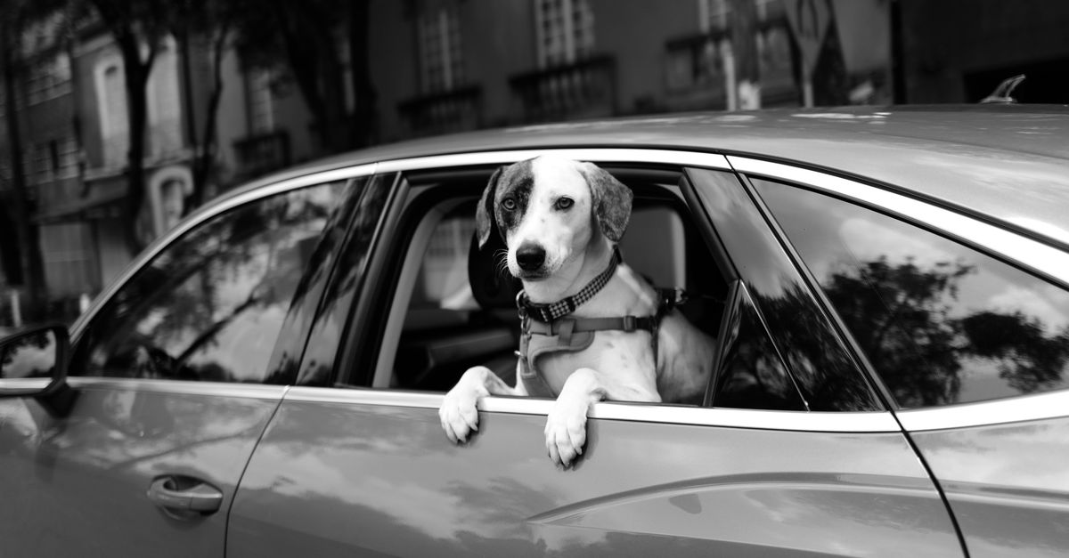 Close-up of a sturdy metal buckle securing a dog travel harness to a vehicle seat belt receptacle.