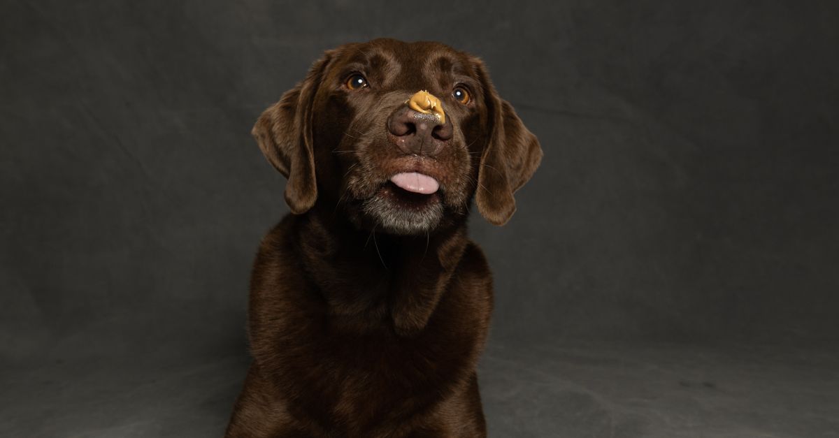 A dog licking a treat from the inside of a muzzle