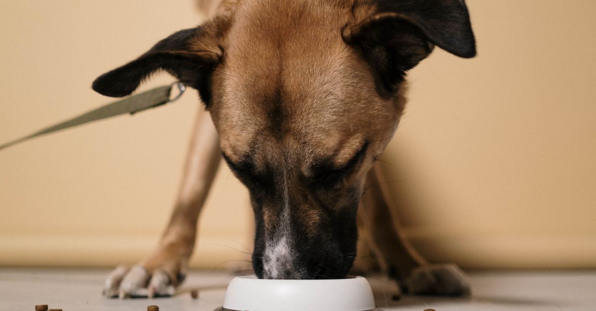 Dog wearing a soft e collar eating kibble from a bowl