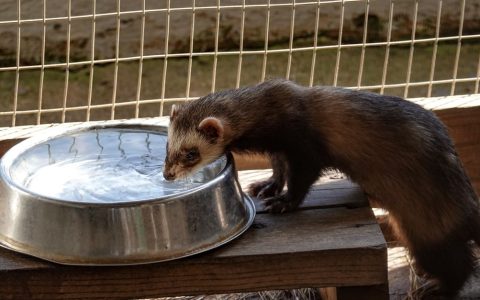 A domestic ferret eating specialized kibble from a shallow bowl.