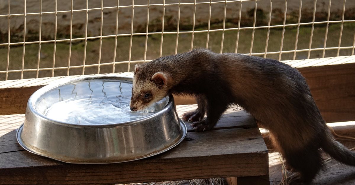 A domestic ferret eating specialized kibble from a shallow bowl.