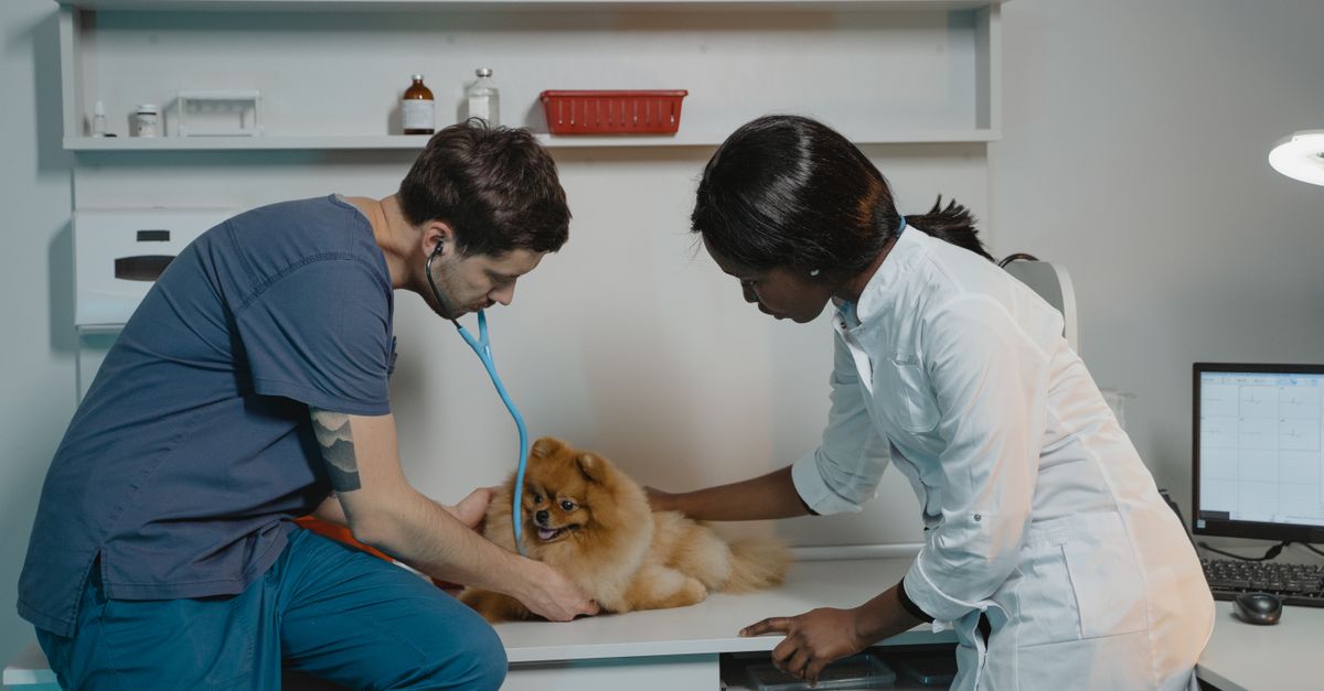 Veterinarian performing a routine physical examination on a small pet.