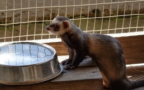 A domestic ferret resting comfortably inside a wire cage setup.