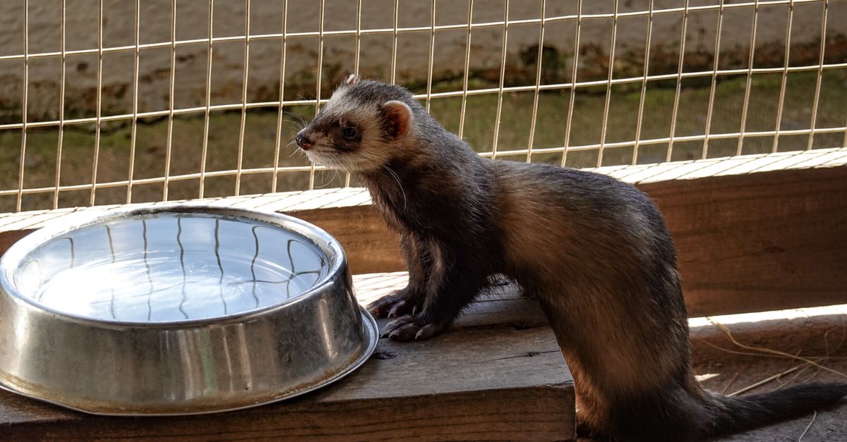 A domestic ferret resting comfortably inside a wire cage setup.