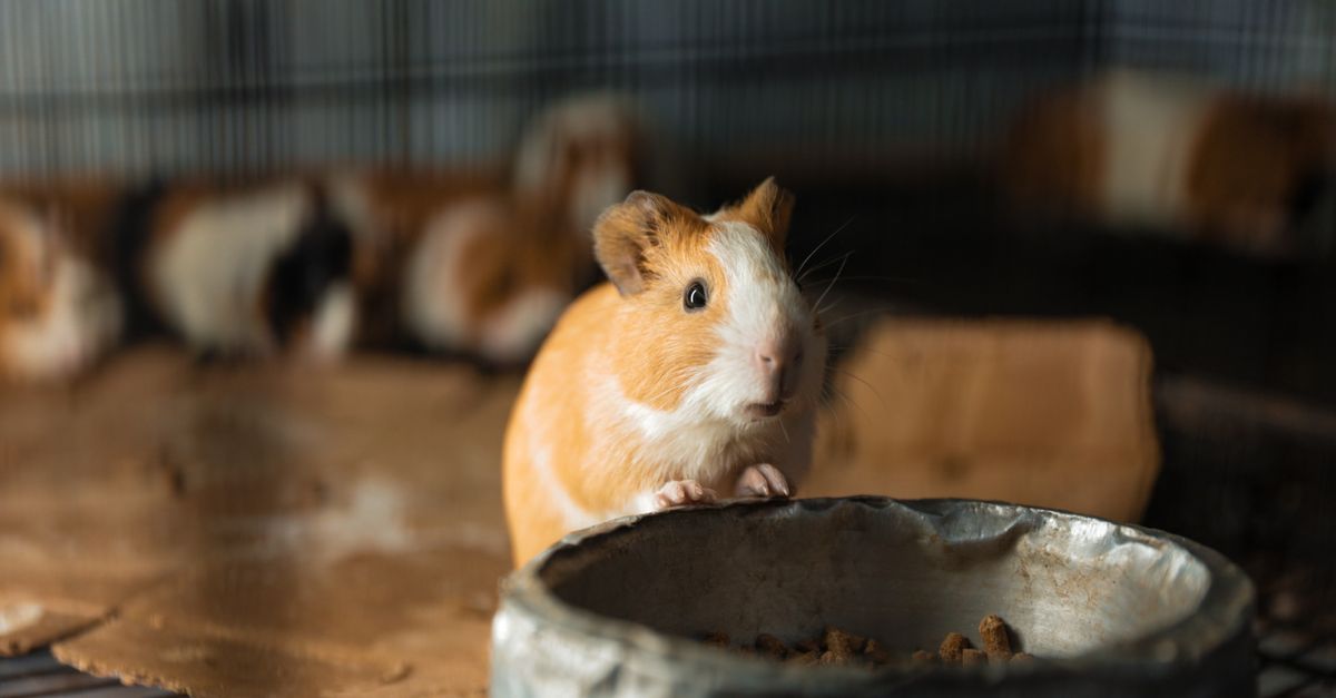 Pet owner scooping hay and droppings during a daily spot cleaning of a guinea pig enclosure.