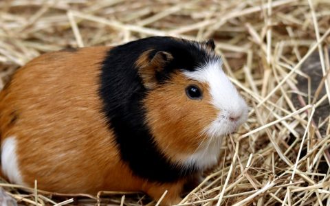 A cute guinea pig sitting comfortably on top of colorful fleece cage liners inside an indoor habitat.