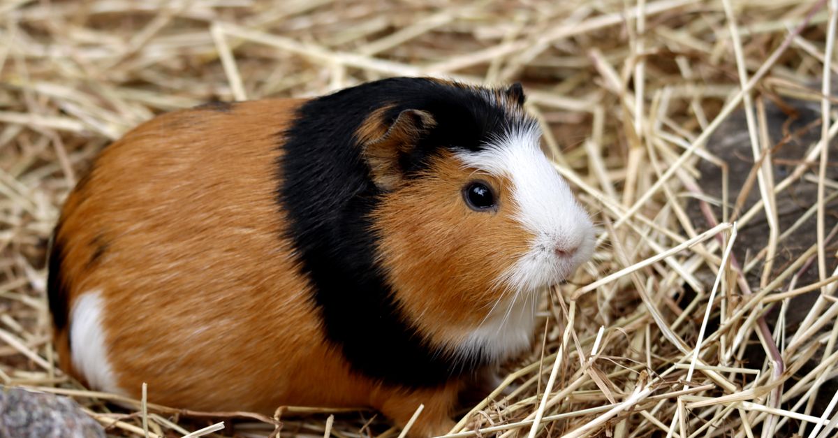 A cute guinea pig sitting comfortably on top of colorful fleece cage liners inside an indoor habitat.