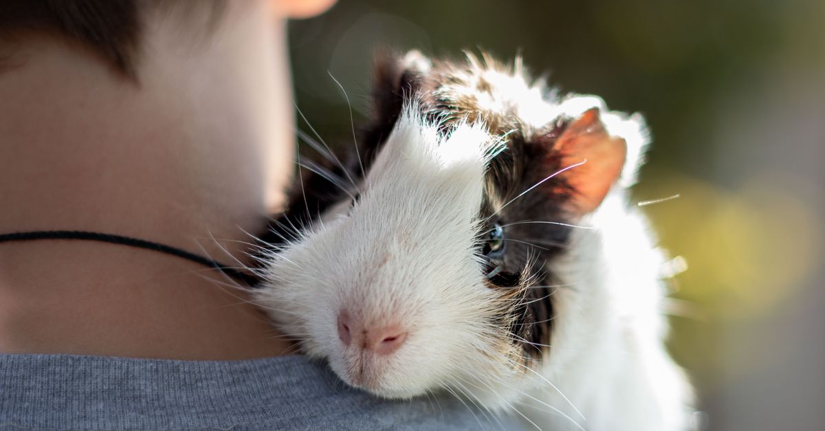 An owner securely holding a guinea pig with supportive hand placement.