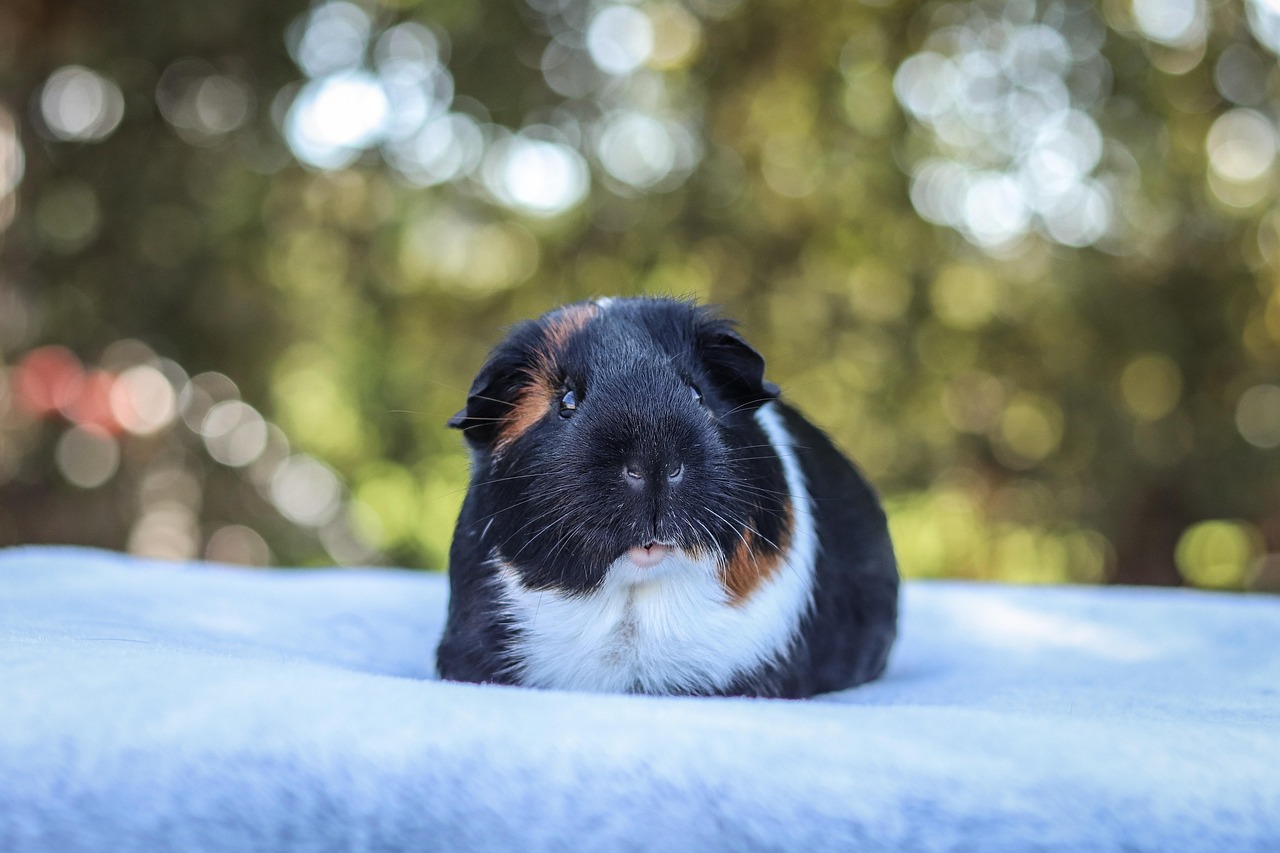 A bowl of fresh leafy green vegetables prepared for a pet guinea pig.