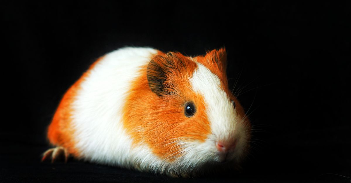 A veterinarian gently examining a guinea pig on a stainless steel exam table.