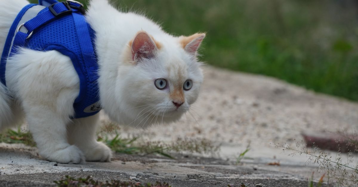 An indoor cat investigating a new harness placed on the living room floor.