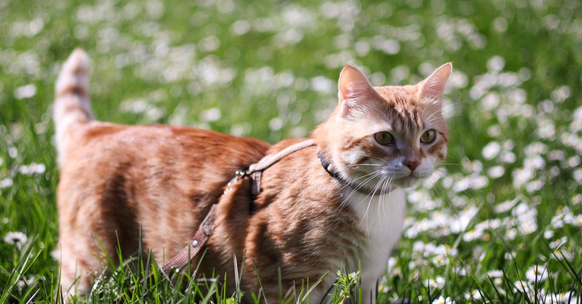 A cat exploring a quiet patch of grass while wearing a secure harness and leash.