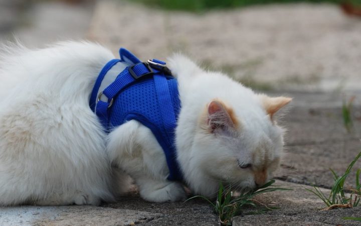 A domestic shorthair cat calmly wearing a soft vest harness indoors.