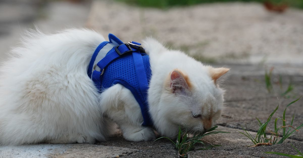 A domestic shorthair cat calmly wearing a soft vest harness indoors.