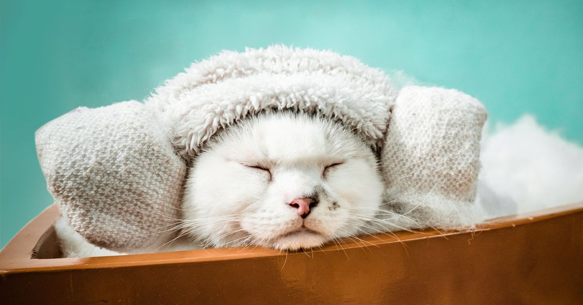 Cat wrapped snugly in a towel for safe handling