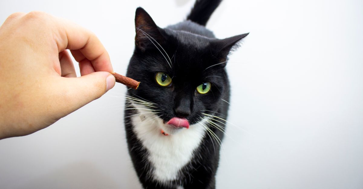 Cat eating a treat after receiving medication