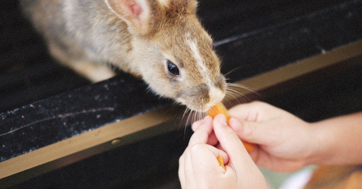 Rabbit playing with an interactive food puzzle toy