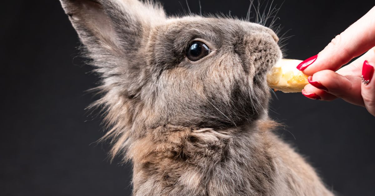 Pet rabbit chewing on a safe cardboard toy indoors