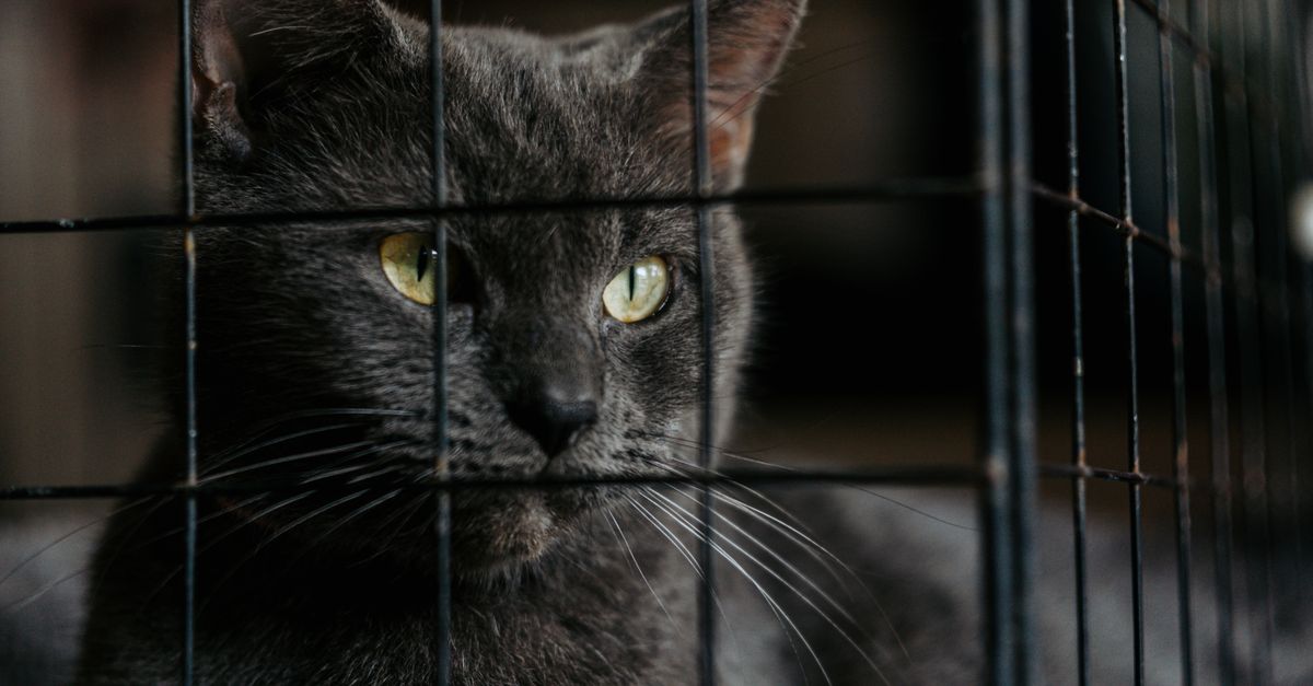 A domestic cat gazing curiously at a securely locked bird cage from a safe distance.