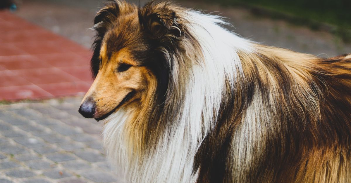 Close-up of a person using a metal comb on a long-haired dog.