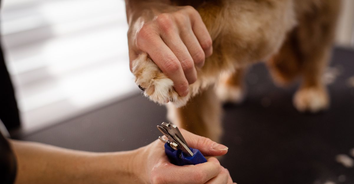 Gently holding a dog paw during a home grooming session.