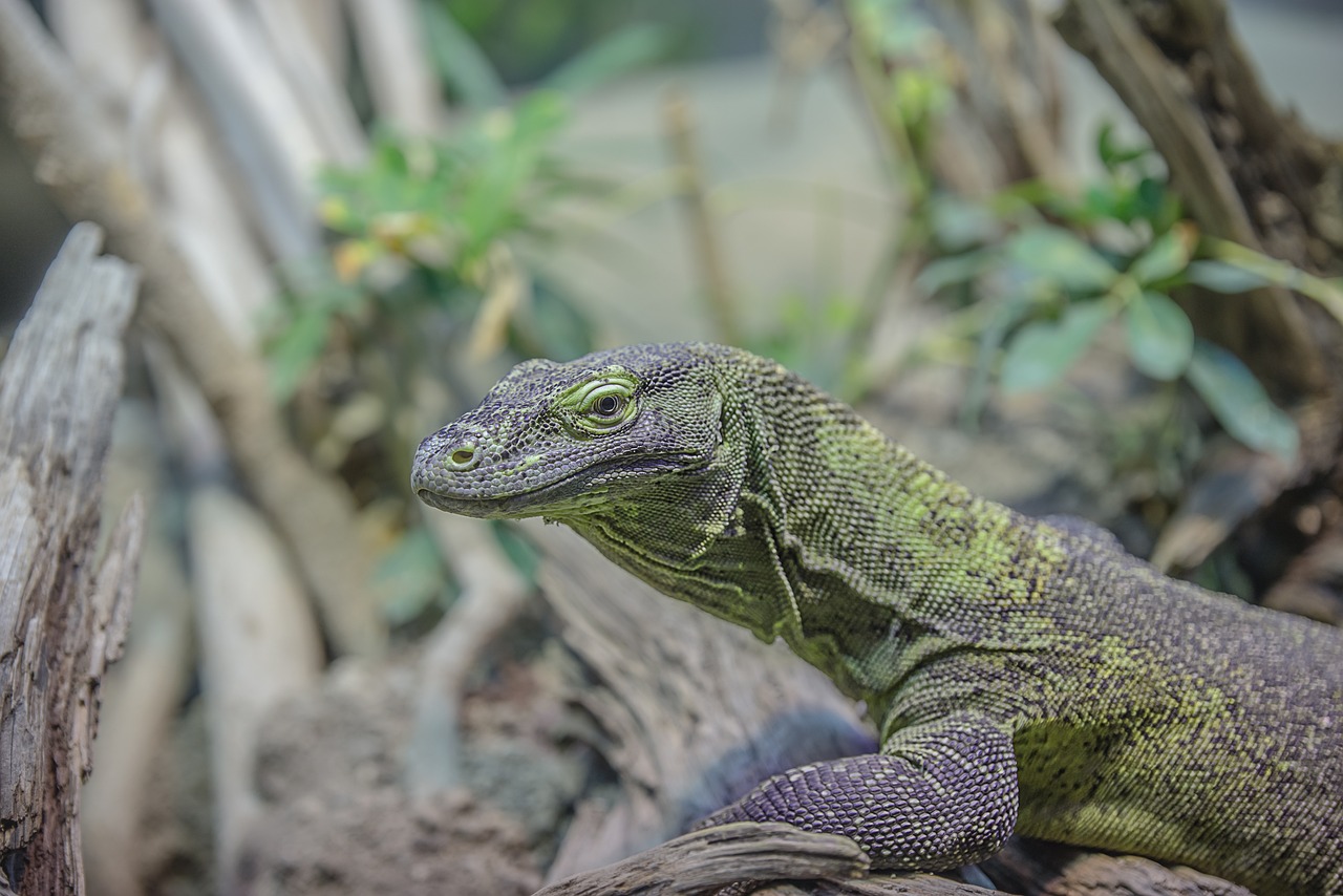 Close up of a digital hygrometer and thermometer mounted inside a reptile enclosure.