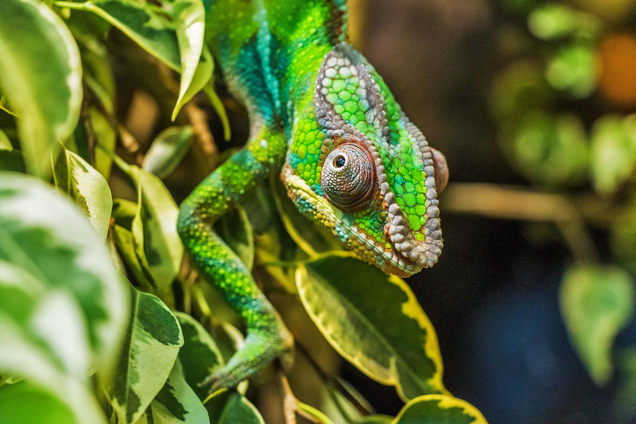A vibrant green chameleon basking under a linear ultraviolet fixture.