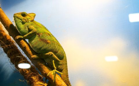A veiled chameleon resting on a live ficus branch inside a screen terrarium.