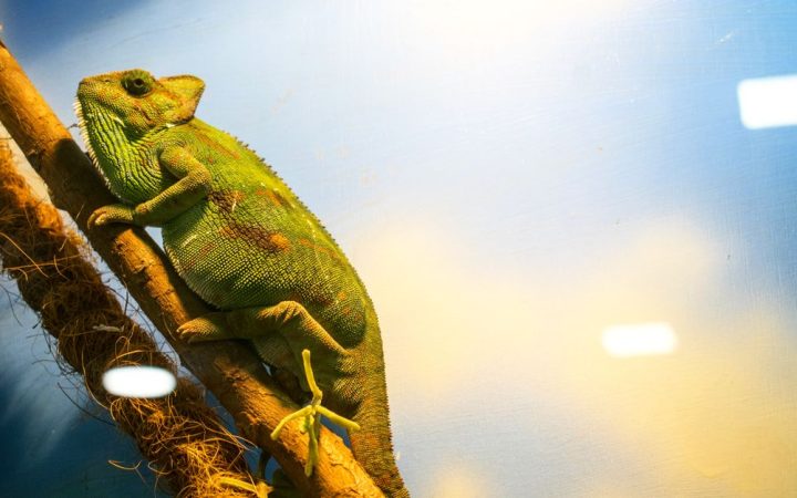 A veiled chameleon resting on a live ficus branch inside a screen terrarium.