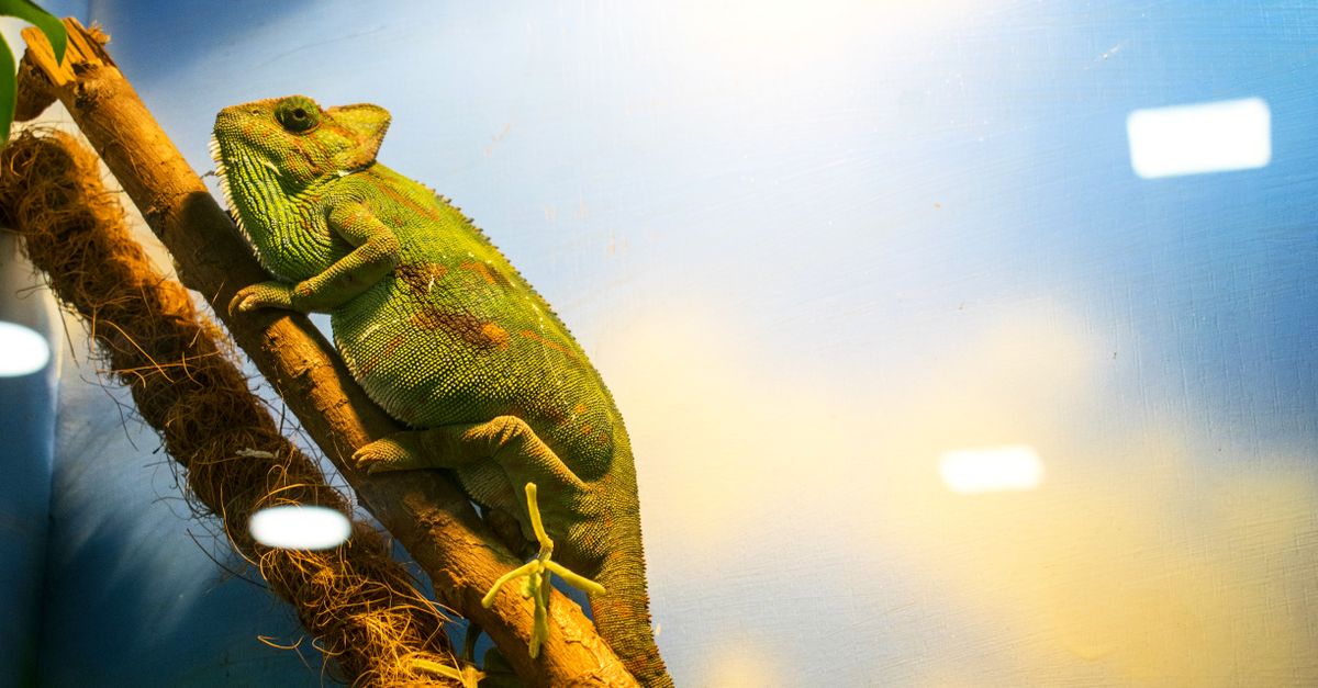 A veiled chameleon resting on a live ficus branch inside a screen terrarium.