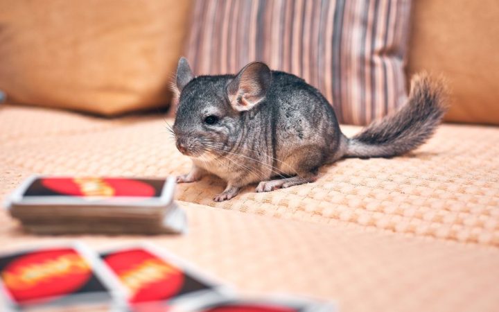 A fluffy gray pet chinchilla resting inside a wire enclosure.