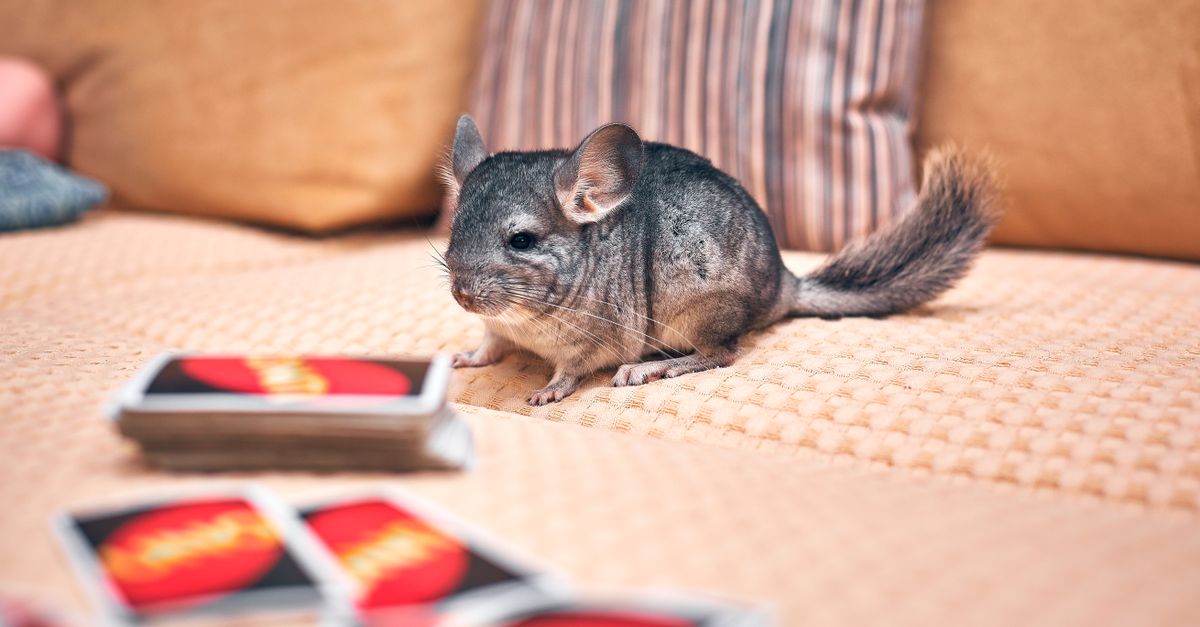 A fluffy gray pet chinchilla resting inside a wire enclosure.