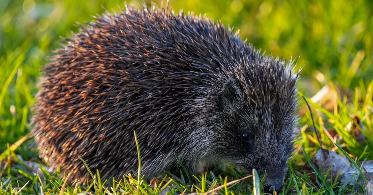 A solid surface running wheel inside a hedgehog habitat.