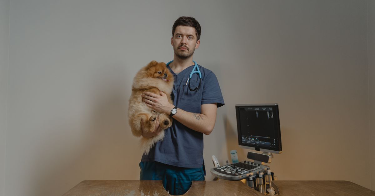 A veterinary professional examining a small exotic pet.