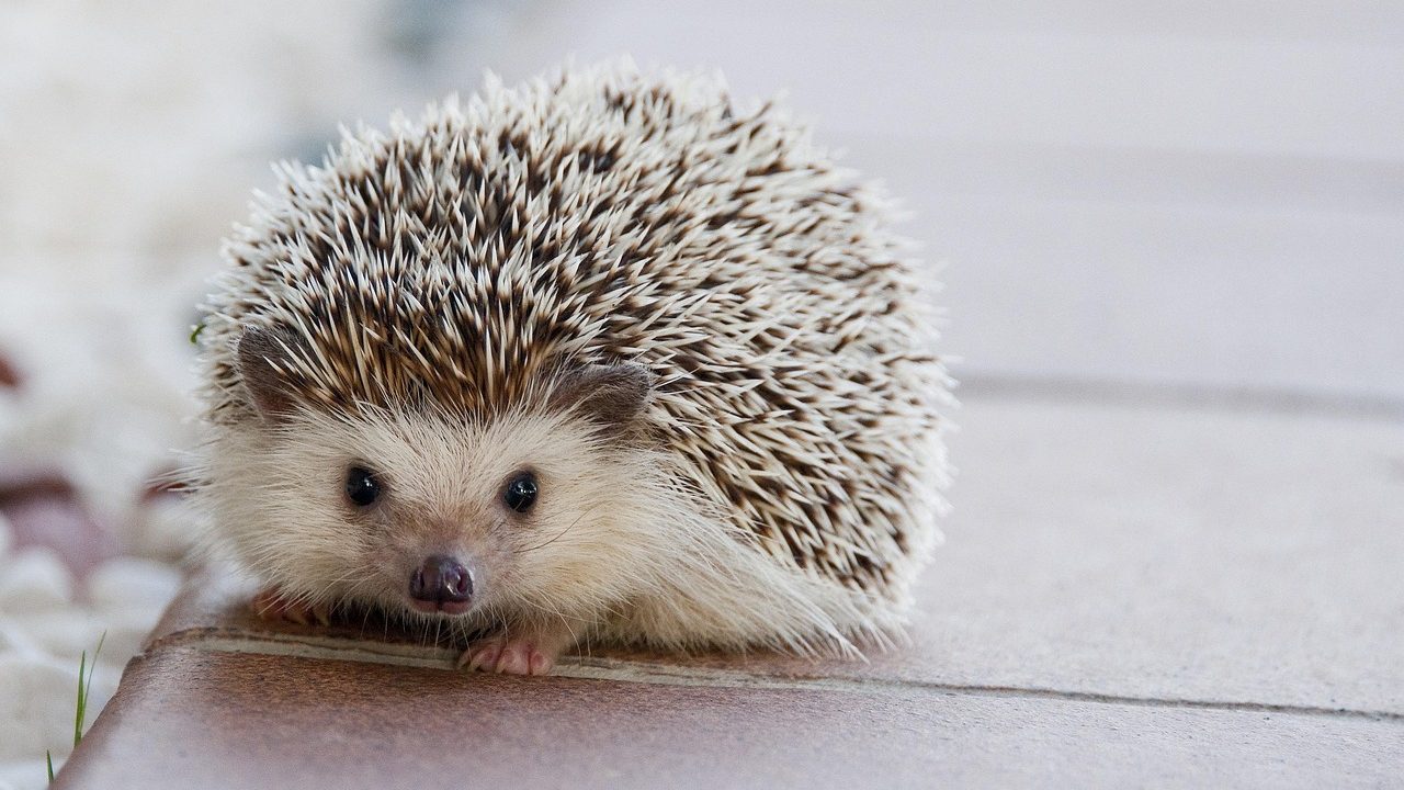 A pet African pygmy hedgehog exploring a clean indoor enclosure.