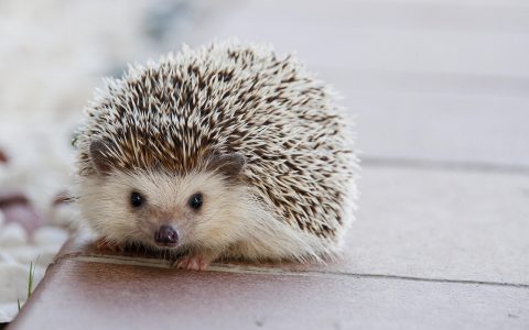 A pet African pygmy hedgehog exploring a clean indoor enclosure.