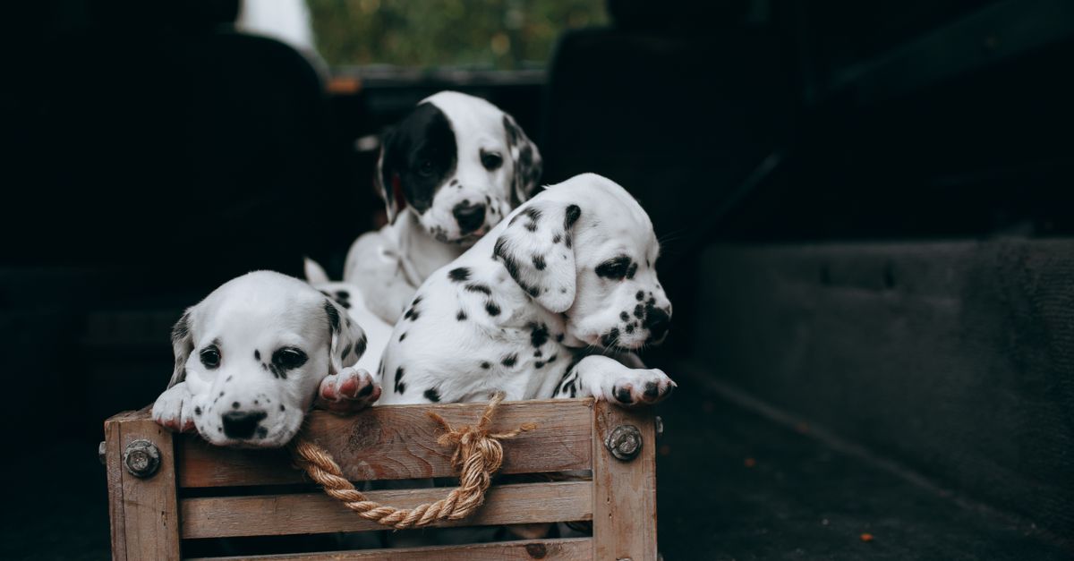 A puppy sniffing treats placed near the door of an open wire dog crate.