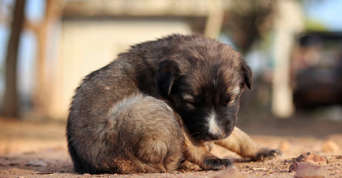 A tired puppy sleeping peacefully inside a cozy covered crate at night.