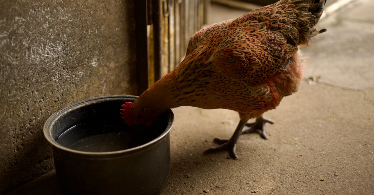 A pet rabbit drinking fresh water from a heavy ceramic bowl.