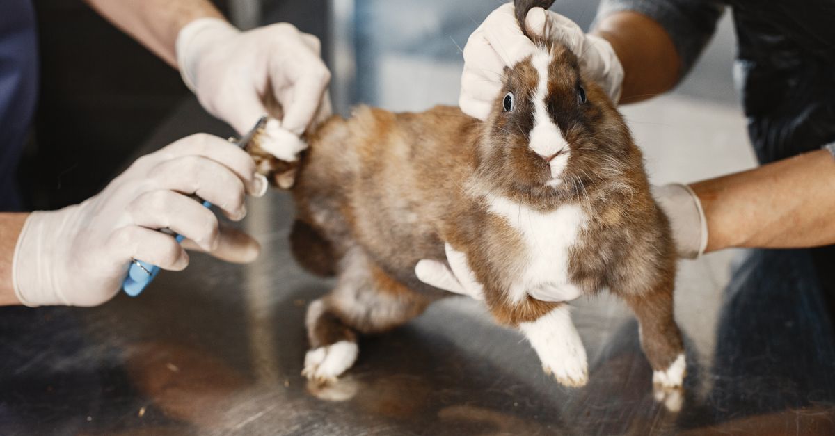 A veterinarian gently examining a pet rabbit during a checkup.