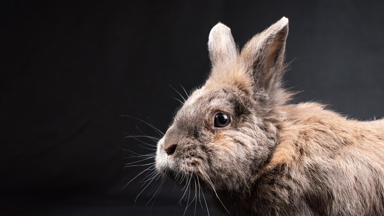 A domestic rabbit resting comfortably on a cool ceramic tile floor indoors.